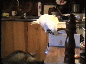 Showing Teamwork