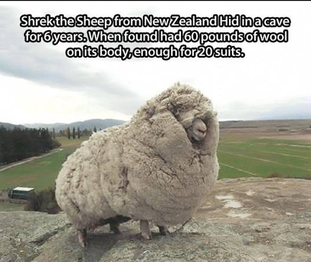Shrek the sheep from New Zealand hid in a cave for  yearsand had  lbs of wool on its body - enough for  suits