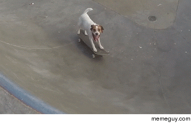 Sick trick dawg