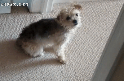 Silly carpet doggie