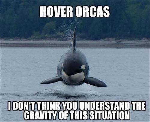 Silly Orcas not following the laws of physics