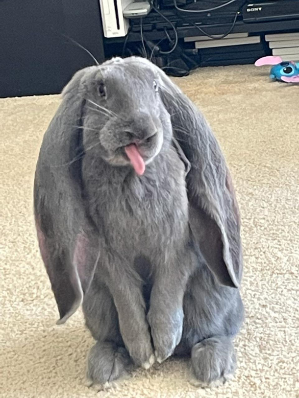 Silly rabbit tricks are for kids