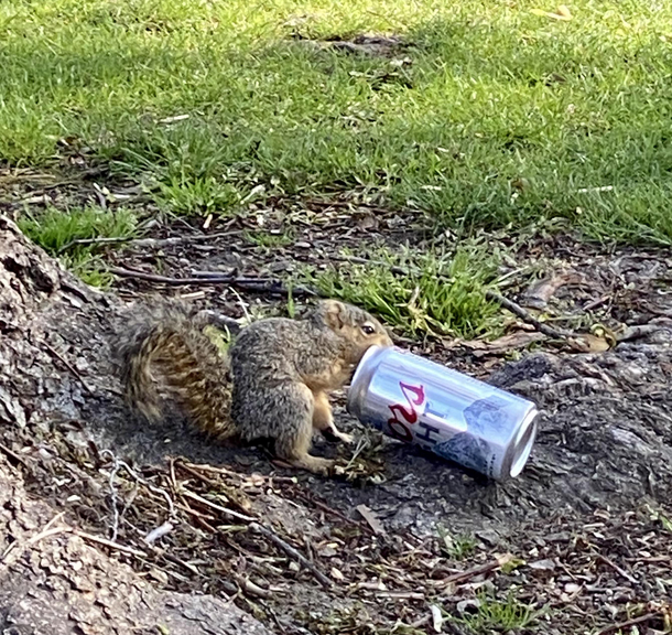 Silver bullet squirrel