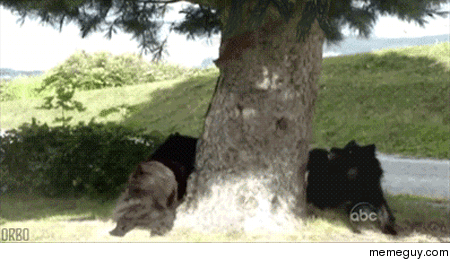Simultaneously seeking squirrels