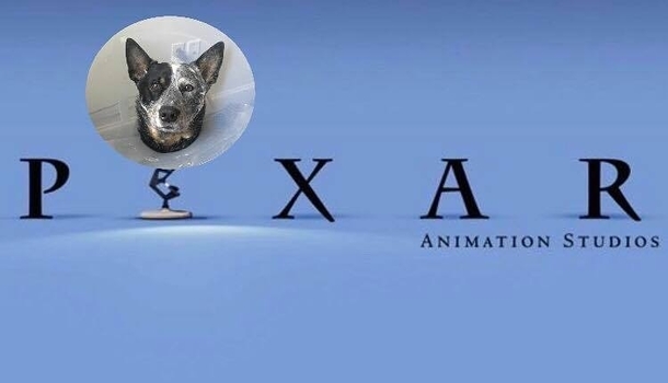 Since my dogs surgery weve been calling him Pixar Gf sent me this today