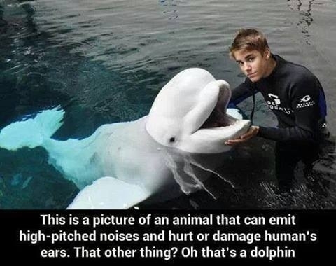Since when is this a dolphin