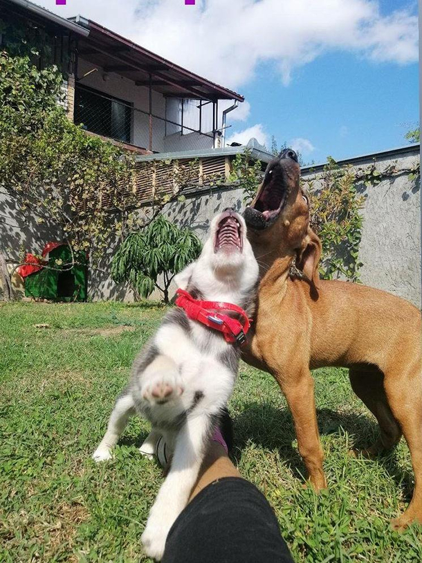 Singing along