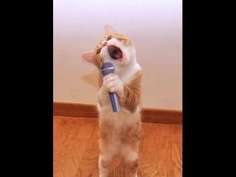 Singing Cat