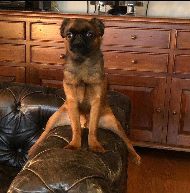 Sisters dog cooling his unmentionables on the couch