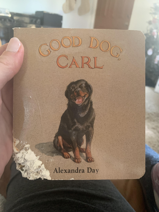 Sisters dog had another idea