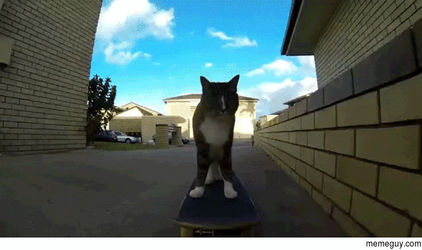 Skateboarding cat Didga