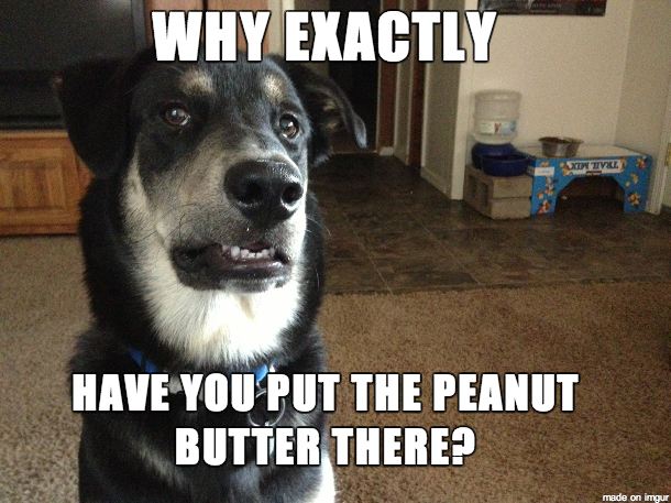 Skeptical Dog is Skeptical