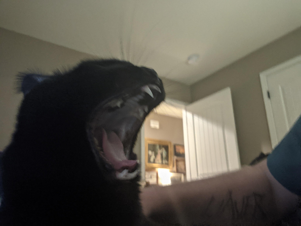 Slayer cat