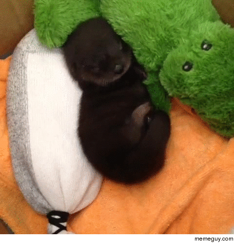 Sleeping Baby Otter