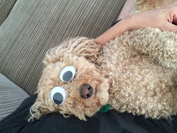 Sleeping dog on my lap Googly eye time