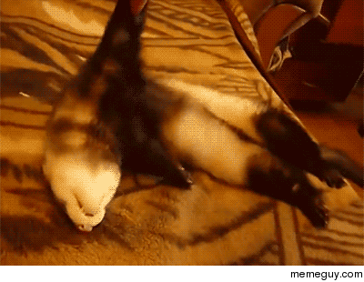 Sleeping ferret