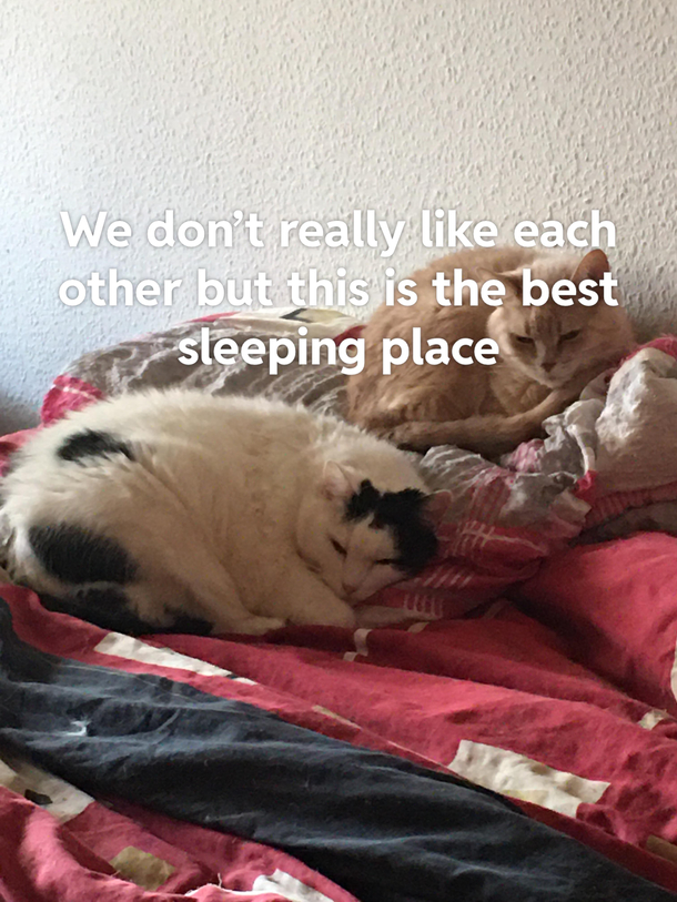 Sleeping our best hobby