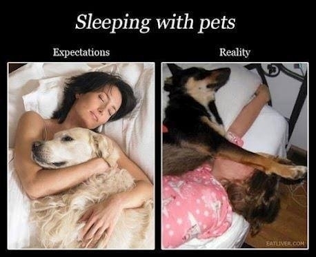 Sleeping with pets