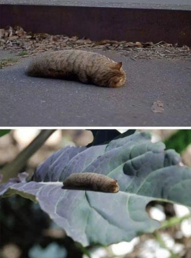 Sleepy boi