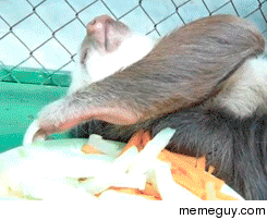 Sloth too lazy to eat