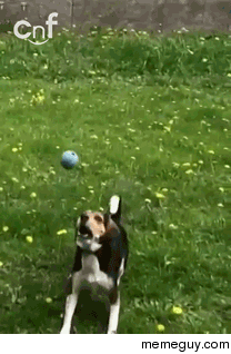 Slow motion dog collision its beautiful in a way