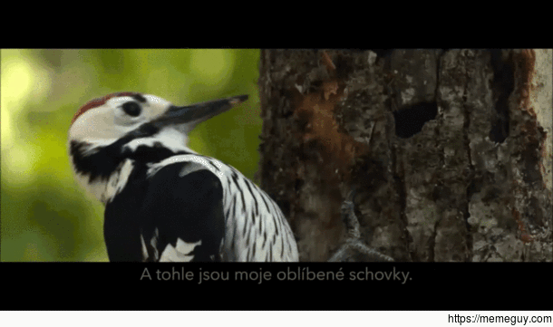 Slow motion of a woodpecker pecking wood
