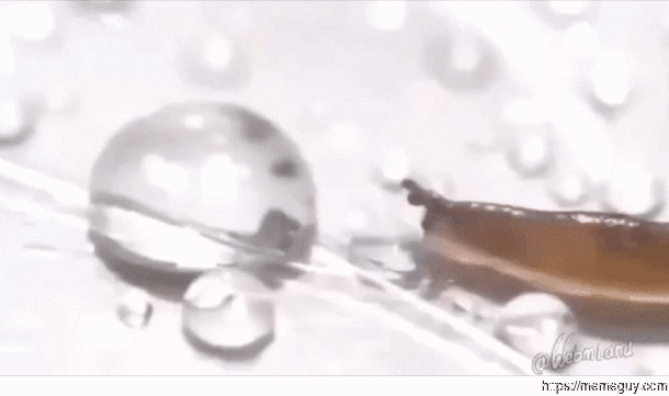 Slug and just a drop of water in an endless sea