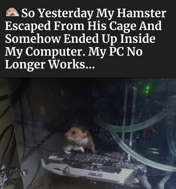 Small pet problems
