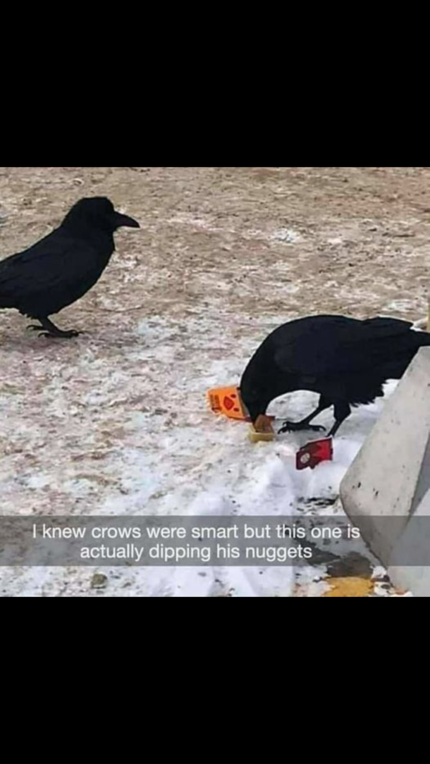 Smart crow