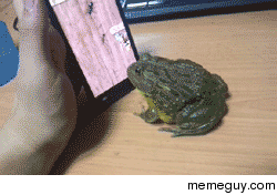 Smart little feller