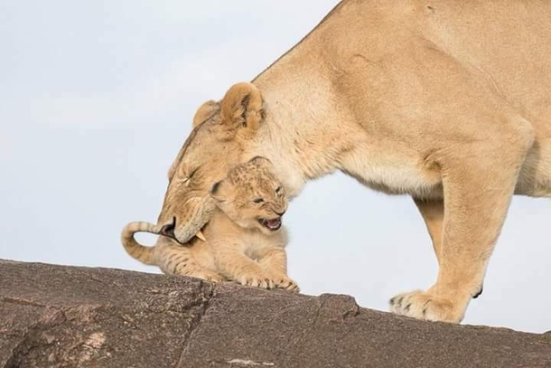 Smile Of The Cub