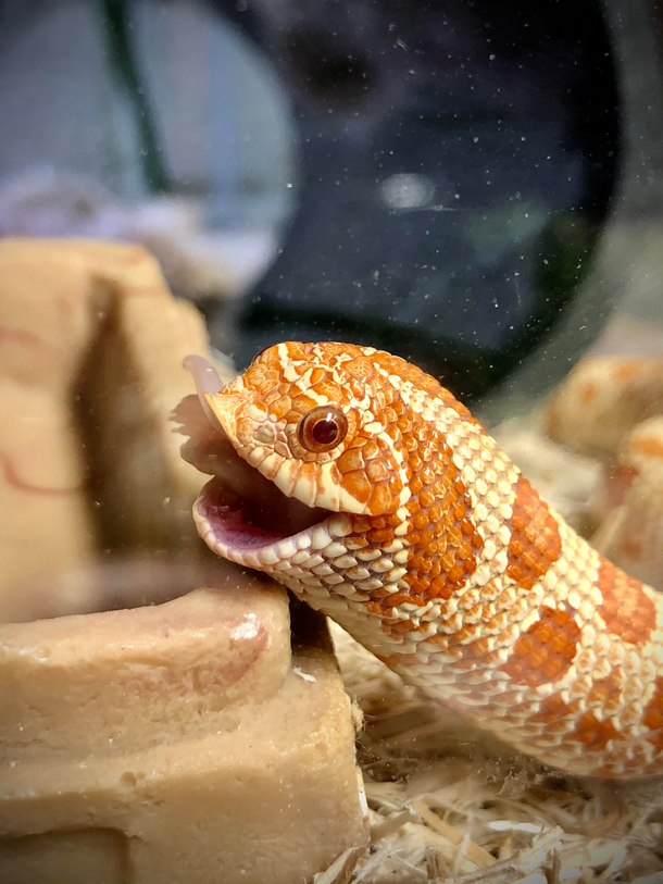 Smiling derp Snake