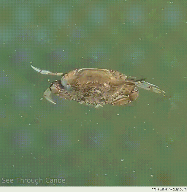 Smimming Crab