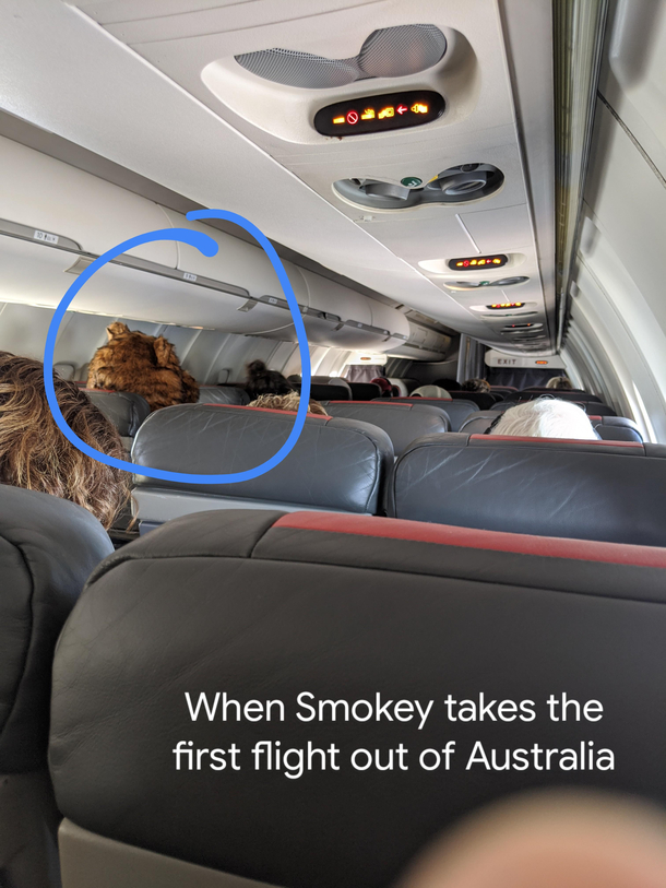 Smokey taking the first flight out of Australia