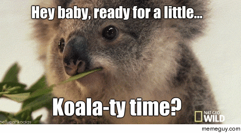 Smooth Koala