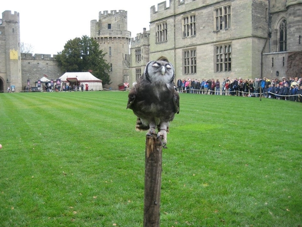 smug owl