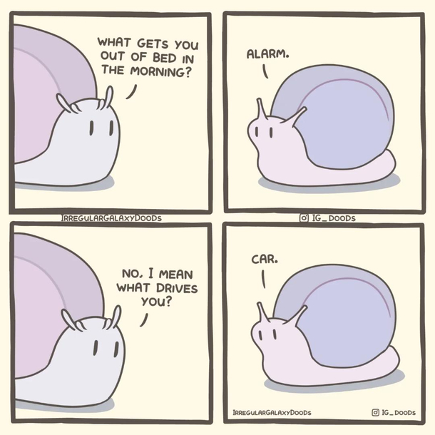 snail  