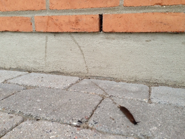 Snail Parkour