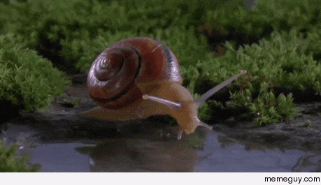 Snail takes gulp of water