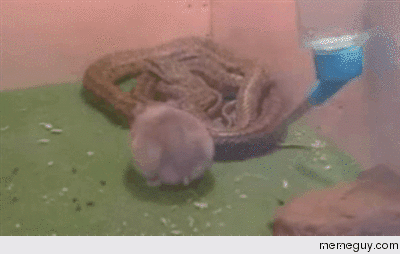 Snake and hamster become friends