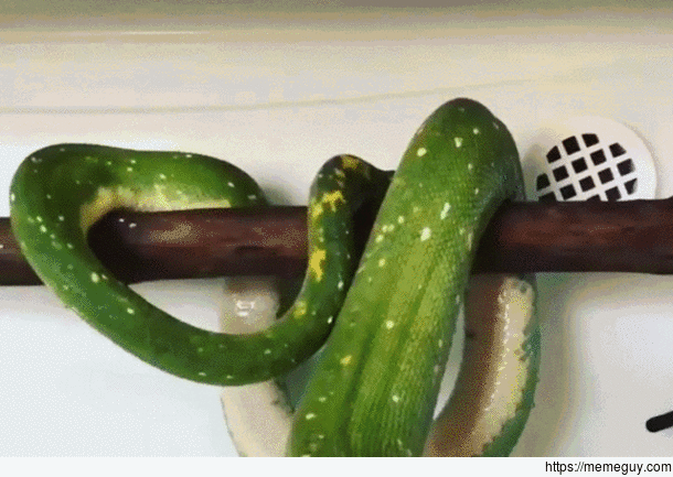 Snake is getting comfortable on a branch
