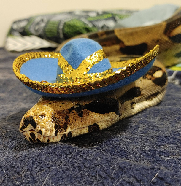 Snake wearing a Sombrero
