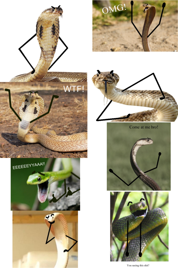 snakesarmswhat you need in your life