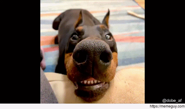 sniffing intensifies 