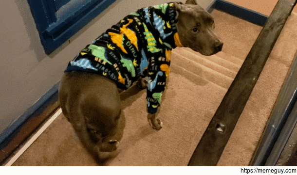Snood up Its time for walkies