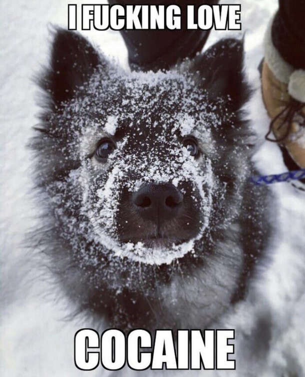 Snow Boi