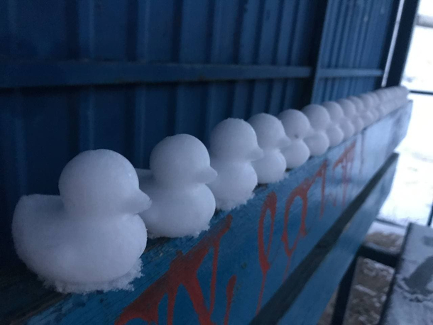 Snow ducks army