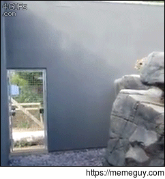 Snow leopard does parkour jump on the wall