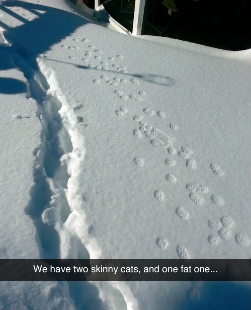 Snow tracks