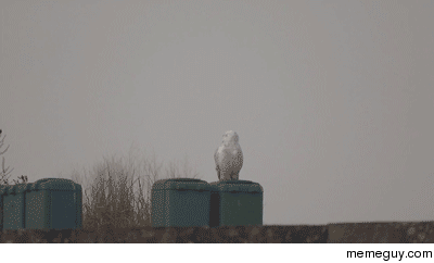 Snowy owl meets a raven